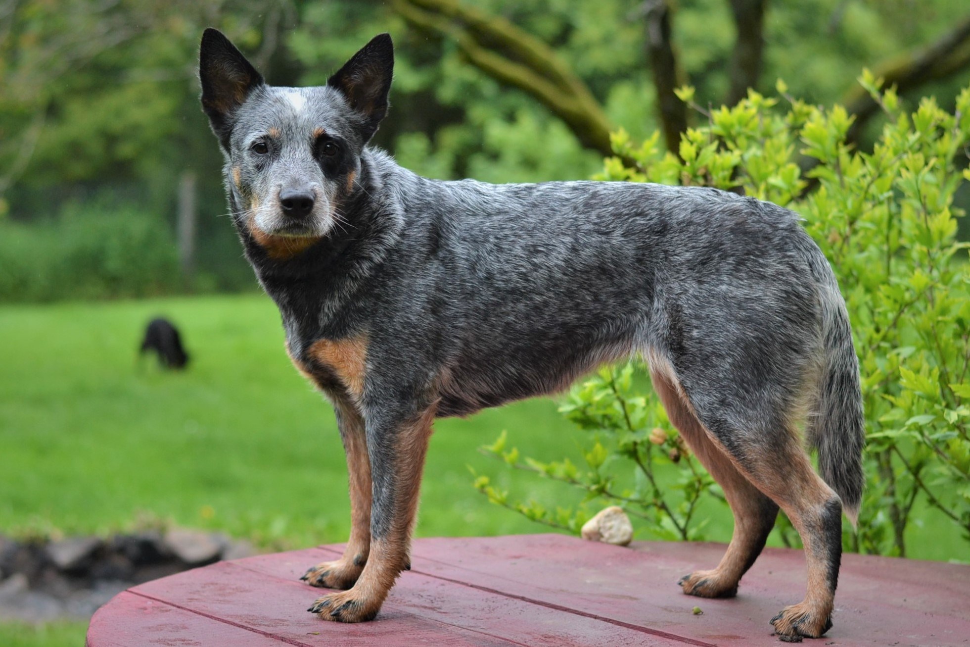 102945864_10214342157262355_1549838508764462211_o