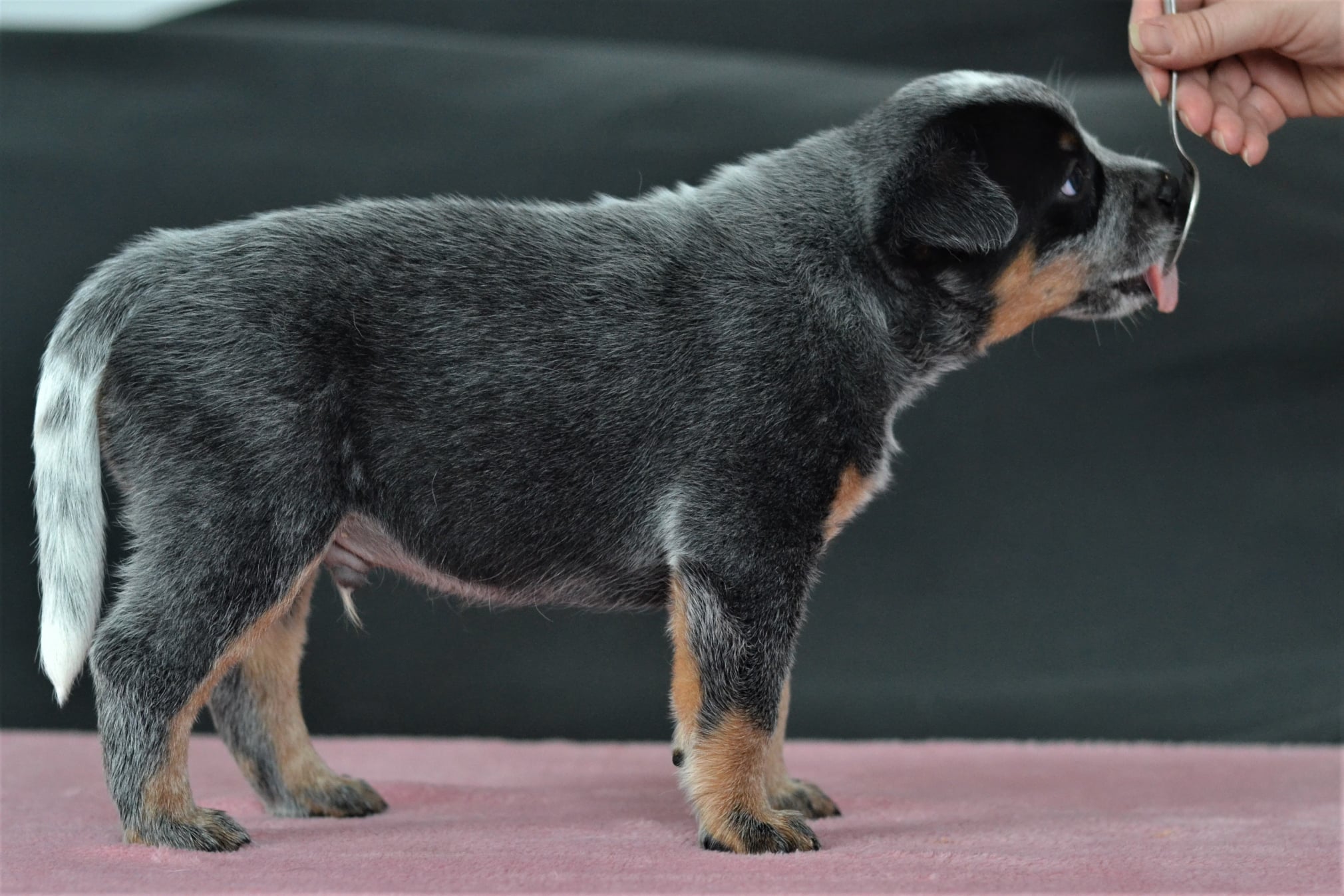 140941778_10215560390077414_5856823659678114188_o