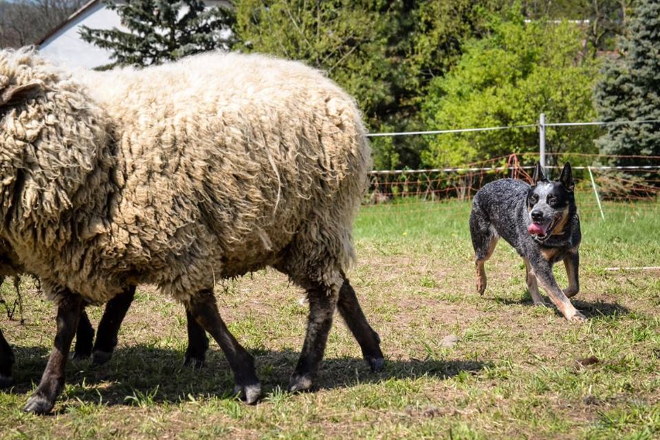 18403503_10207809093219837_3340778627031435805_n