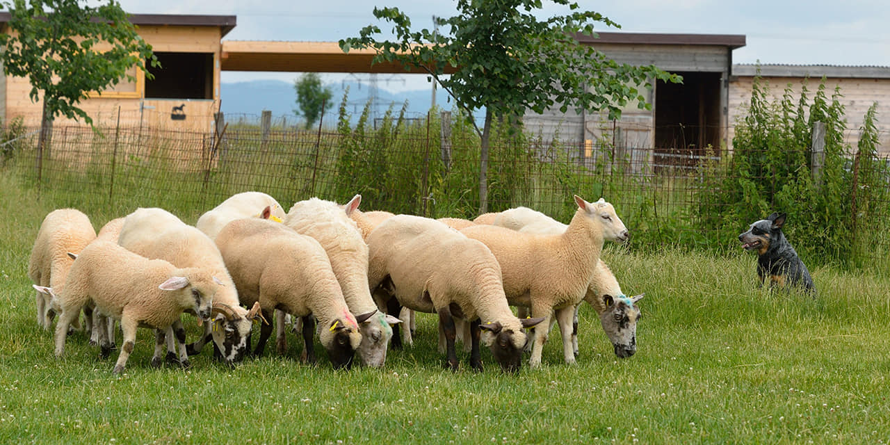 211006739_10216390813877490_1213189502528643175_n