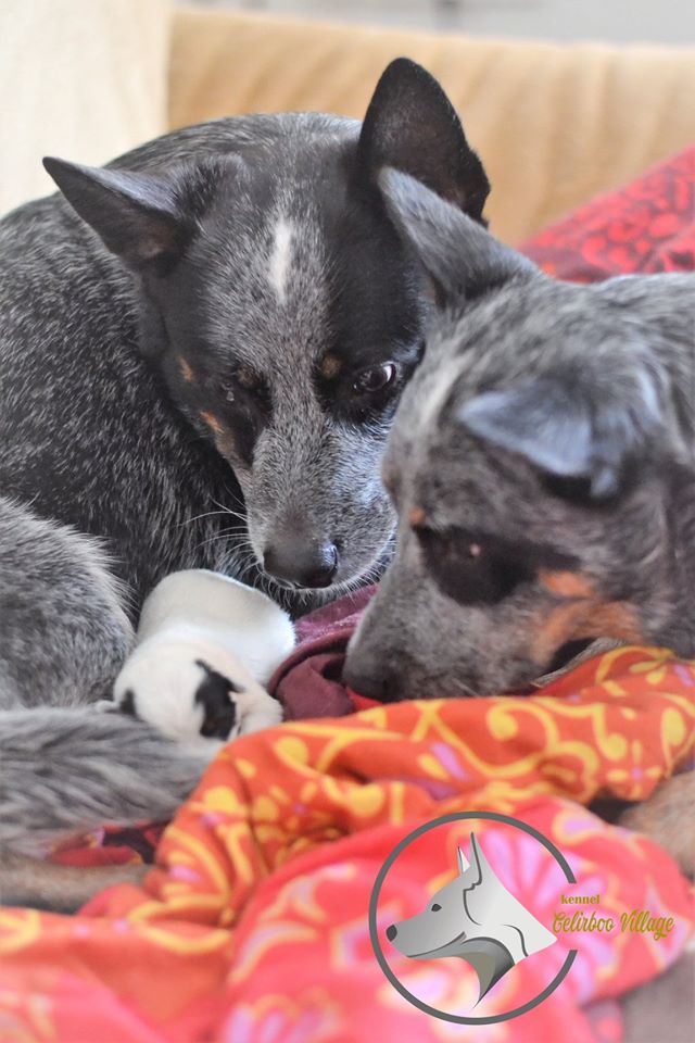 53678192_10211516692587504_5905489936471031808_o