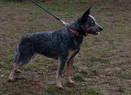 86601702_2730232887075576_3123553161160163328_n