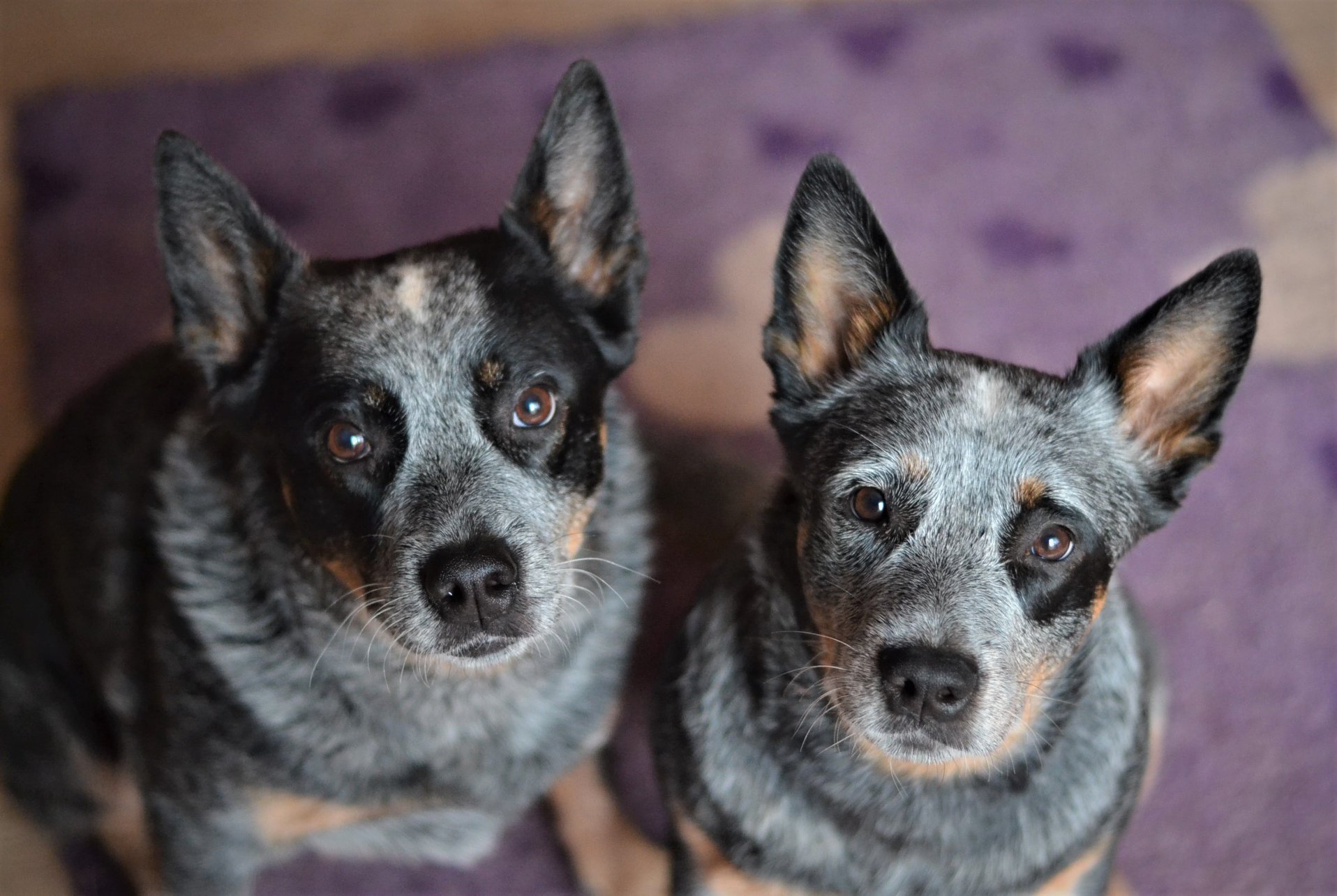 86973453_10213595470395650_3978928316571713536_o