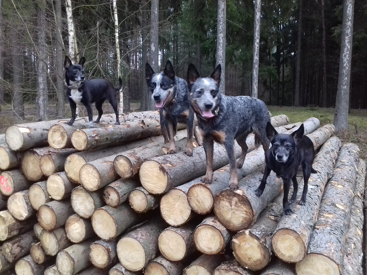 89835249_10213742733077125_7592637138554847232_o