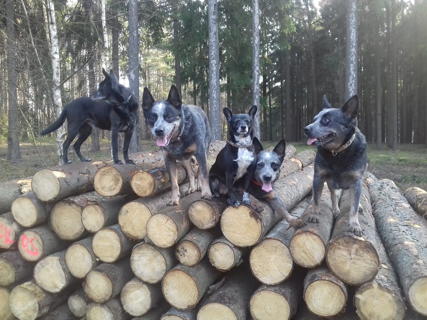 90562086_10213760623364371_3586170990624768000_o