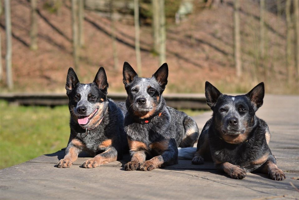 91675778_10213880560362721_5332187050282057728_o