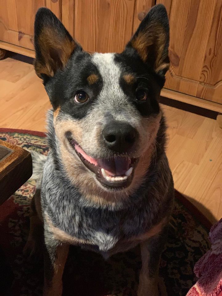 96577006_10214179009343759_4432878034449596416_n